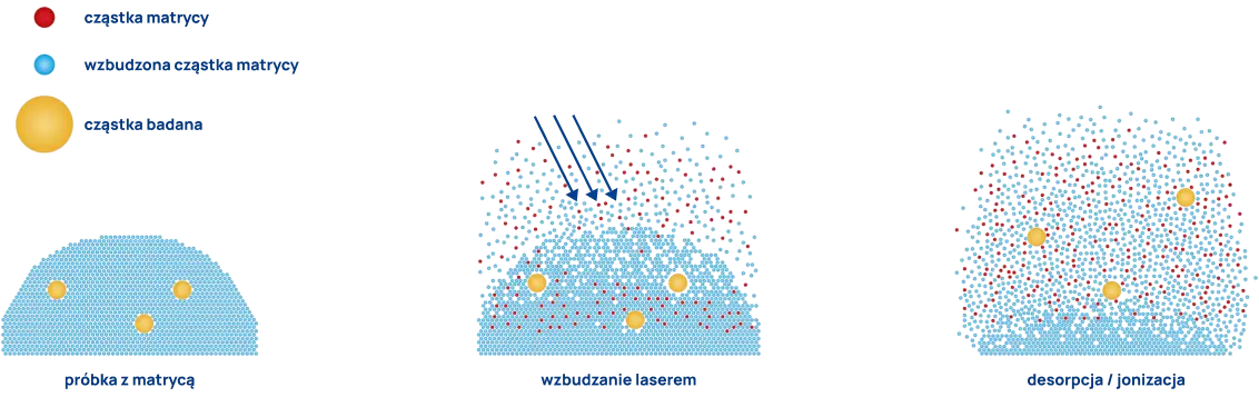 Badania mikrobiologiczne - maldi