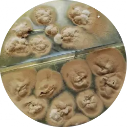 Scopulariopsis brevicaulis