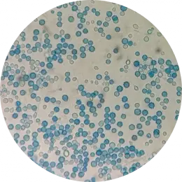 Scopulariopsis brevicaulis