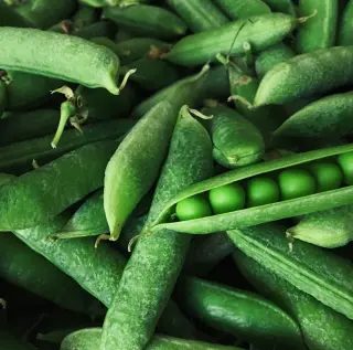 Rośliny<br> strączkowe