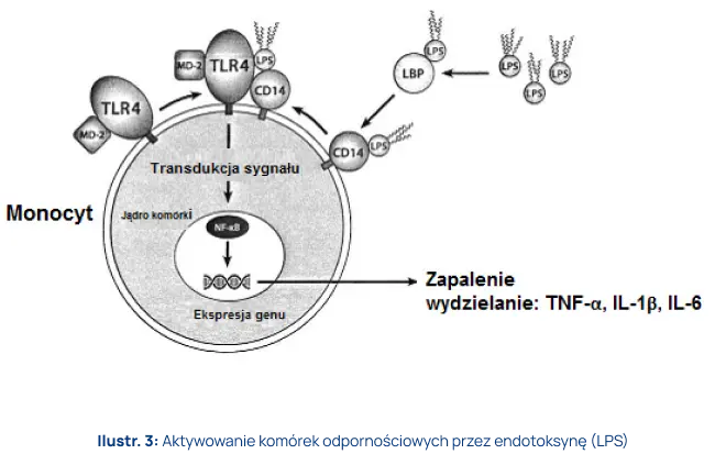 Endotoksemia