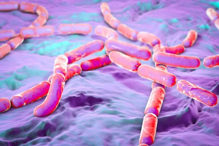 Bacillus cereus – co to za bakteria? Objawy zakażenia, diagnostyka i leczenie   