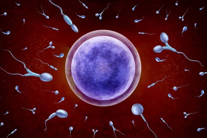 Teratozoospermia: przyczyny, objawy, diagnostyka i leczenie 