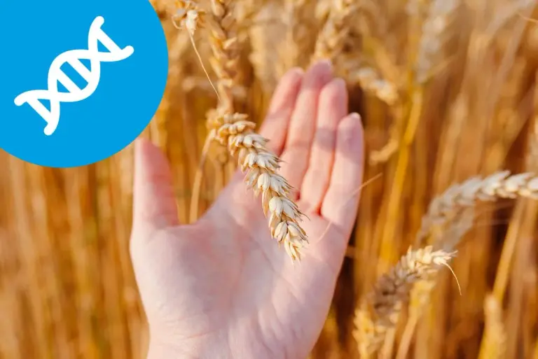 Odkrywanie związku między genami a celiakią