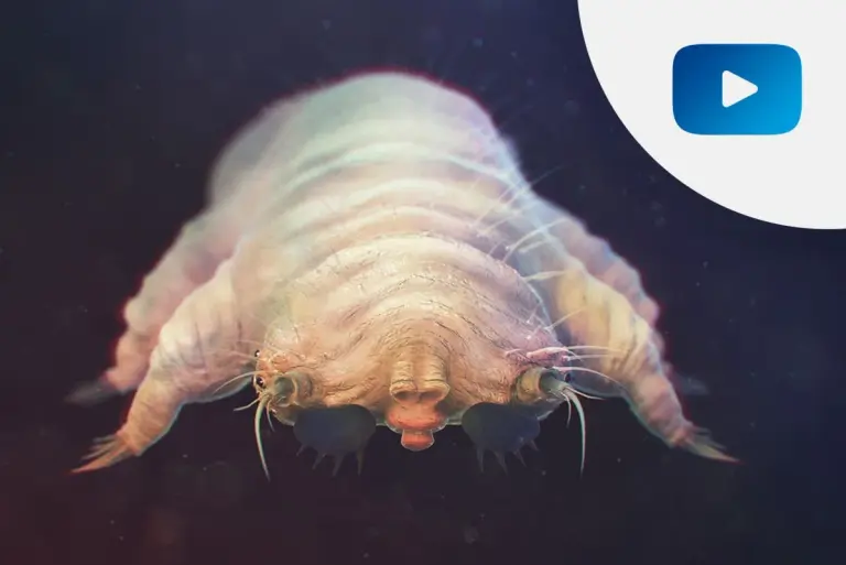 Badania w kierunku nużeńca ludzkiego (Demodex)