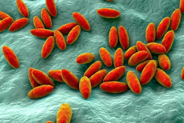 Bruceloza objawy i diagnoza – kompleksowe spojrzenie na chorobę odzwierzęcą