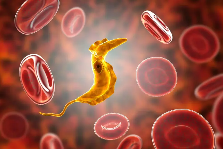 Walka z chorobą Chagasa (trypanosomoza amerykańska) - diagnoza i leczenie