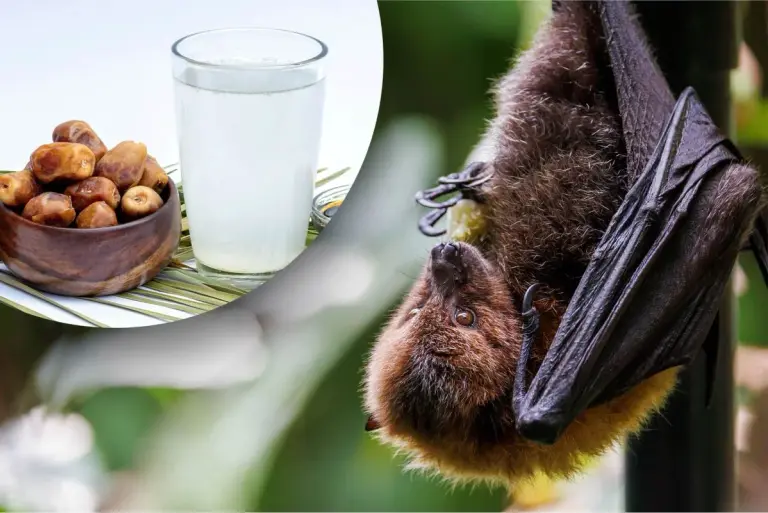 Wirus Nipah – co warto o nim wiedzieć?