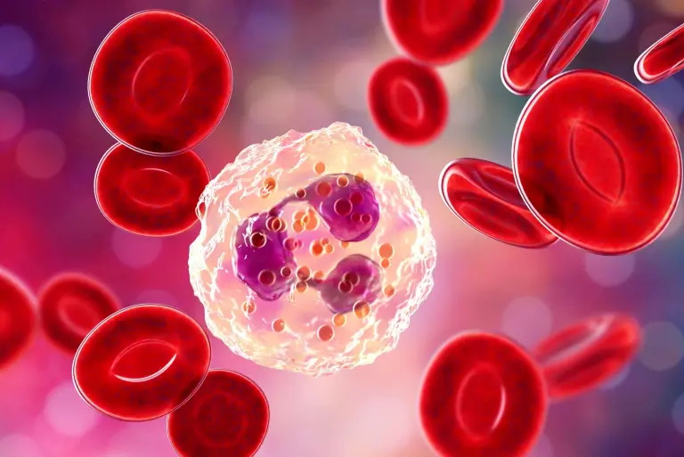 Neutrofile (neutrocyty) – czym są? O czym świadczy podwyższony i obniżony poziom?