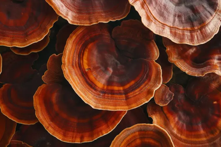 Grzyby reishi – właściwości, działanie i możliwe skutki uboczne