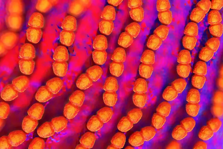 Enterococcus faecalis – jakie są drogi i objawy zakażenia? Diagnostyka i leczenie