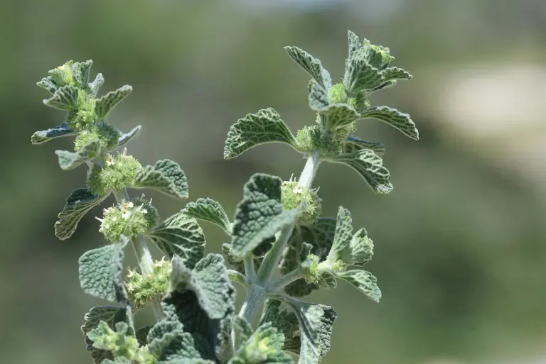 Szanta zwyczajna – co to za roślina i jakie ma właściwości
