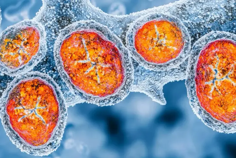 Leukopenia (niski poziom leukocytów): objawy, przyczyny, diagnostyka i leczenie 