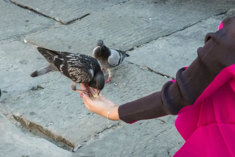 Ornitoza (papuzica) – czym jest i jakie są objawy u ludzi? Diagnostyka i leczenie