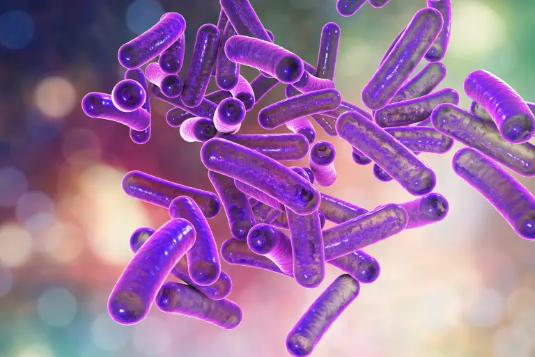 Shigella – czym jest? Objawy, diagnostyka i leczenie czerwonki