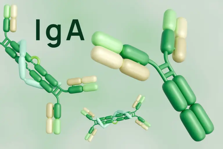 Immunoglobulina IgA – za co odpowiada, kiedy badać i co mogą oznaczać wyniki?