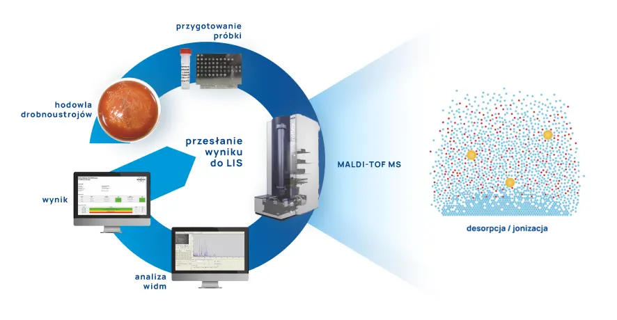 Badania mikrobiologiczne - maldi schemat
