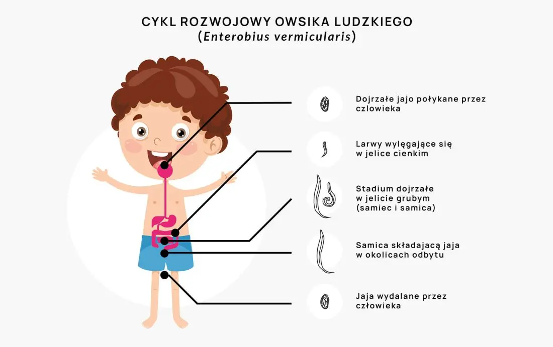 cykl-rozwojowy-owsika-ludzkiego-2