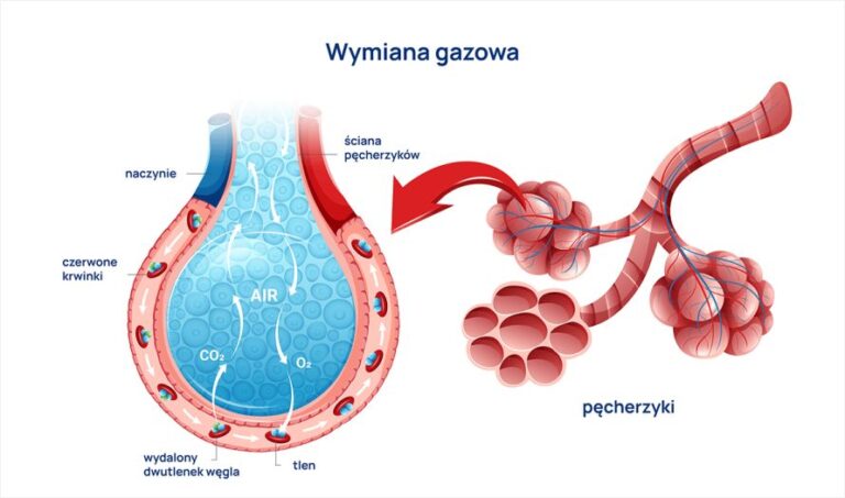 Budowa, funkcje i najczęstsze choroby układu oddechowego człowieka