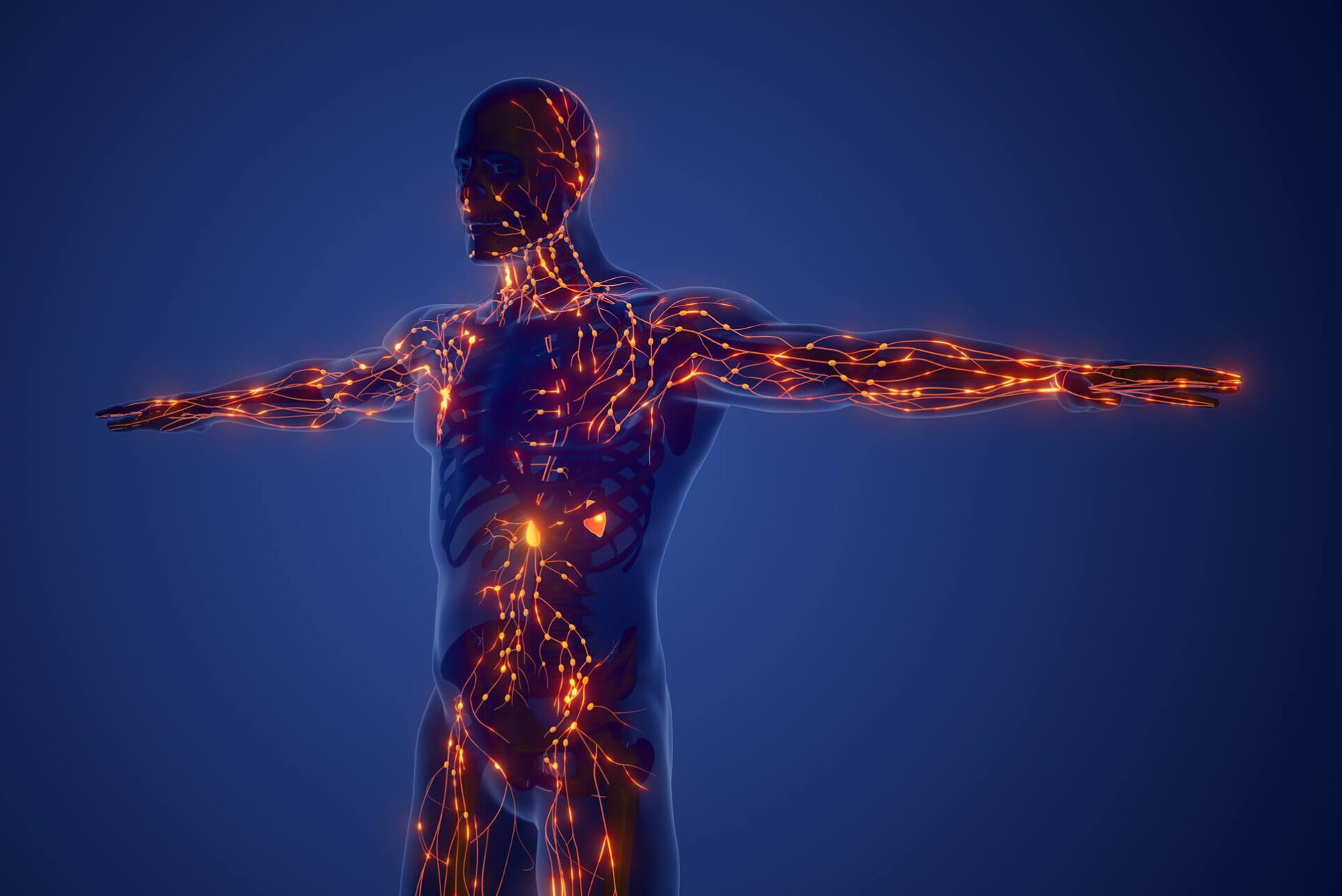 Wskaż Funkcje Które Pełni Układ Limfatyczny www.alab.pl