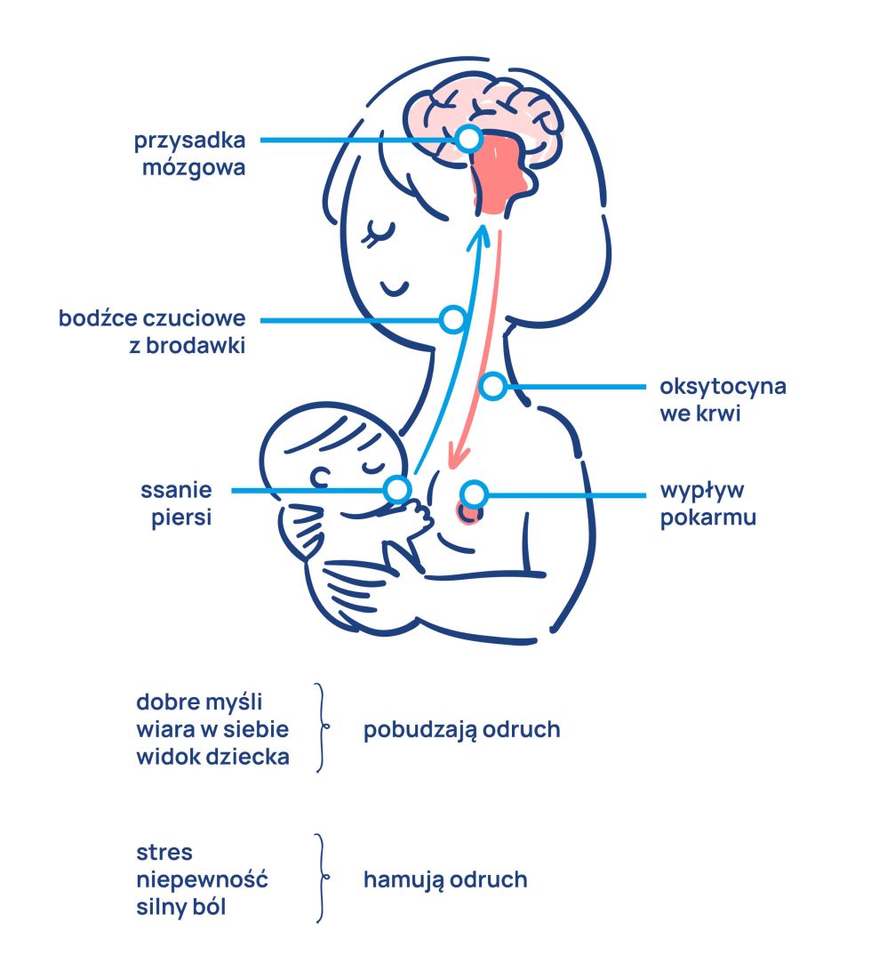 Oksytocyna_infografika