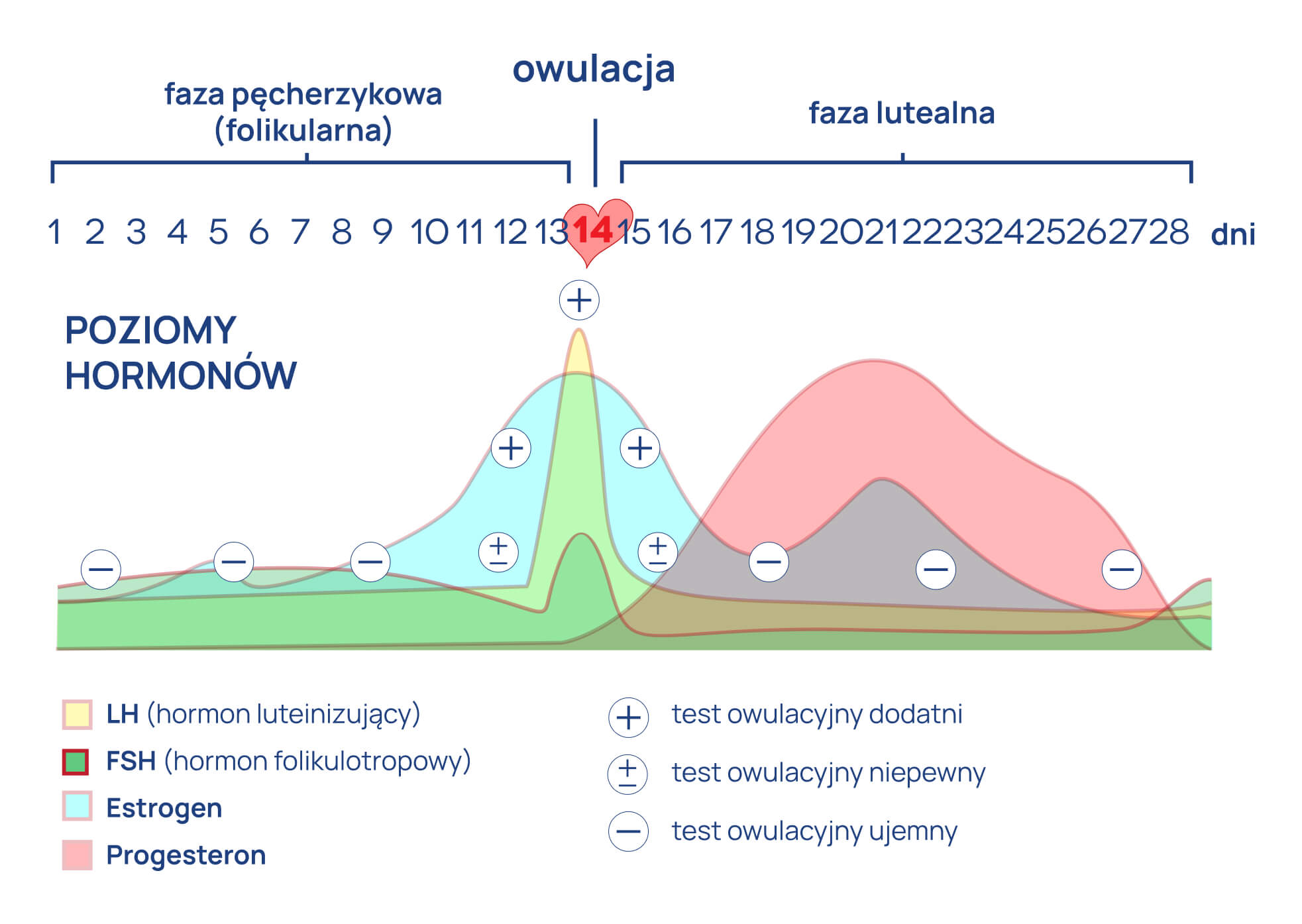 Owulacja_infografika_2