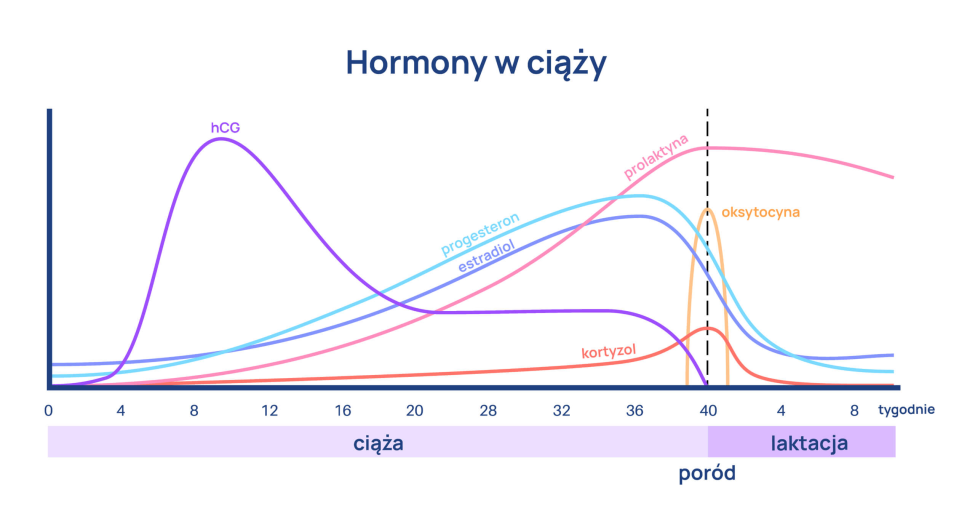 poziom hormonow w ciazy infografika