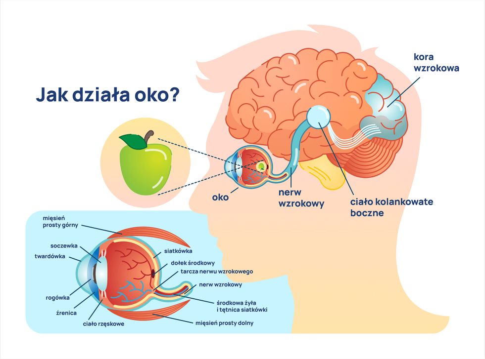 jak działa oko infografika