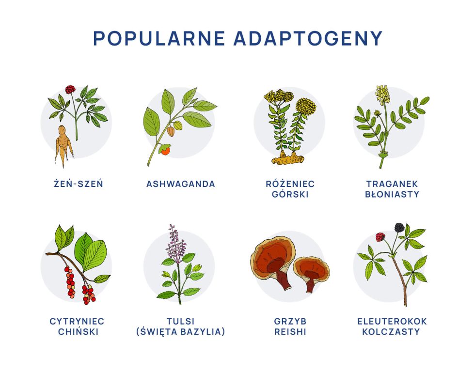 Adaptogeny_infografika