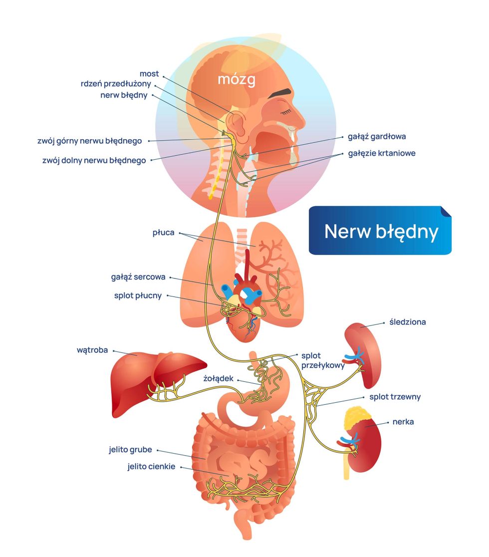 Nerw_bledny_budowa_infografika