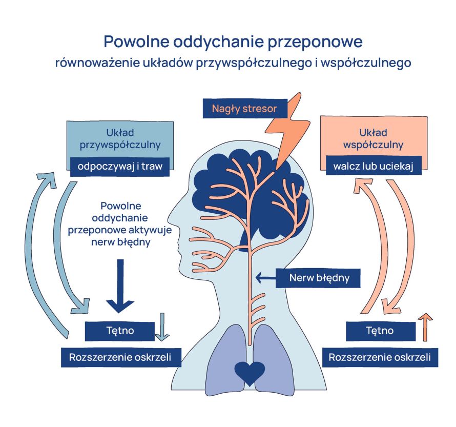 Nerw_bledny_oddychanie_przeponowe_infografika