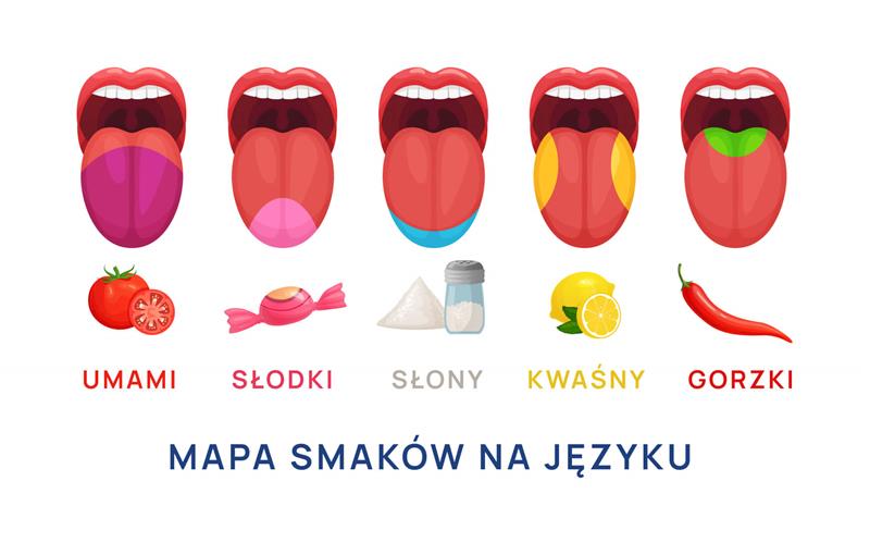 Smaki_infografika mapa smaków na języku