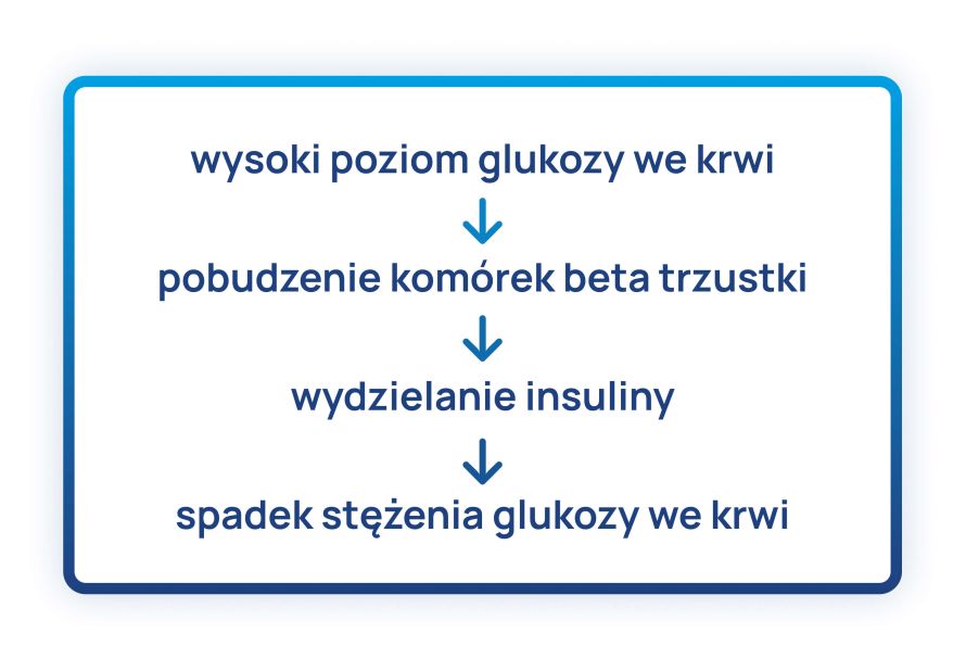 Trzustka_schemat_1