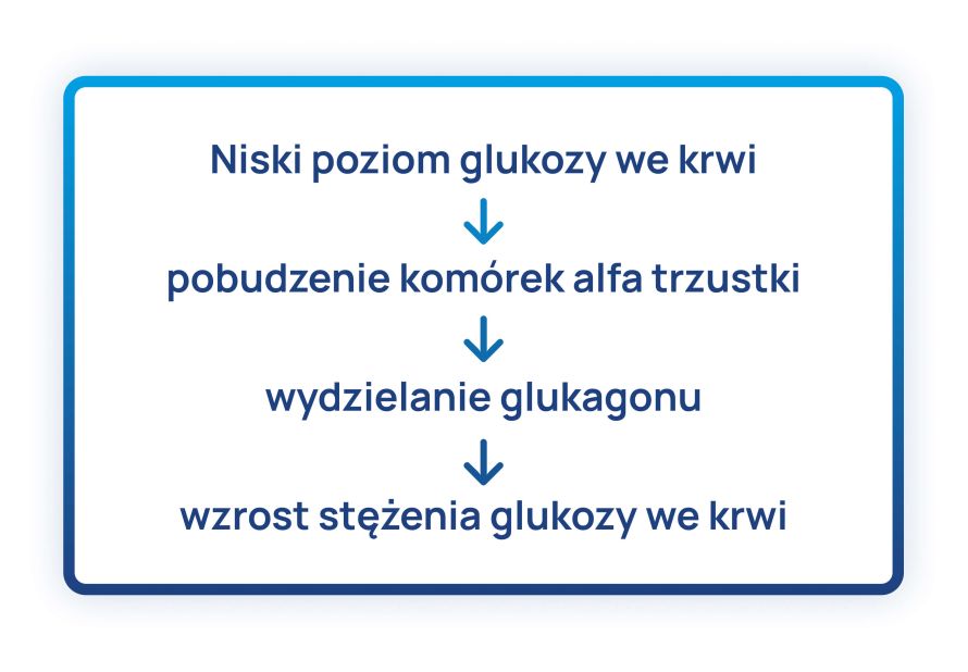 Trzustka_schemat_2
