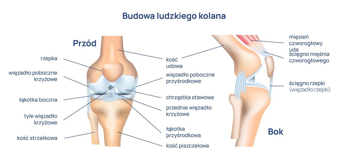 Ból_kolana_infografika
