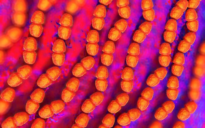 enterococcus faecalis