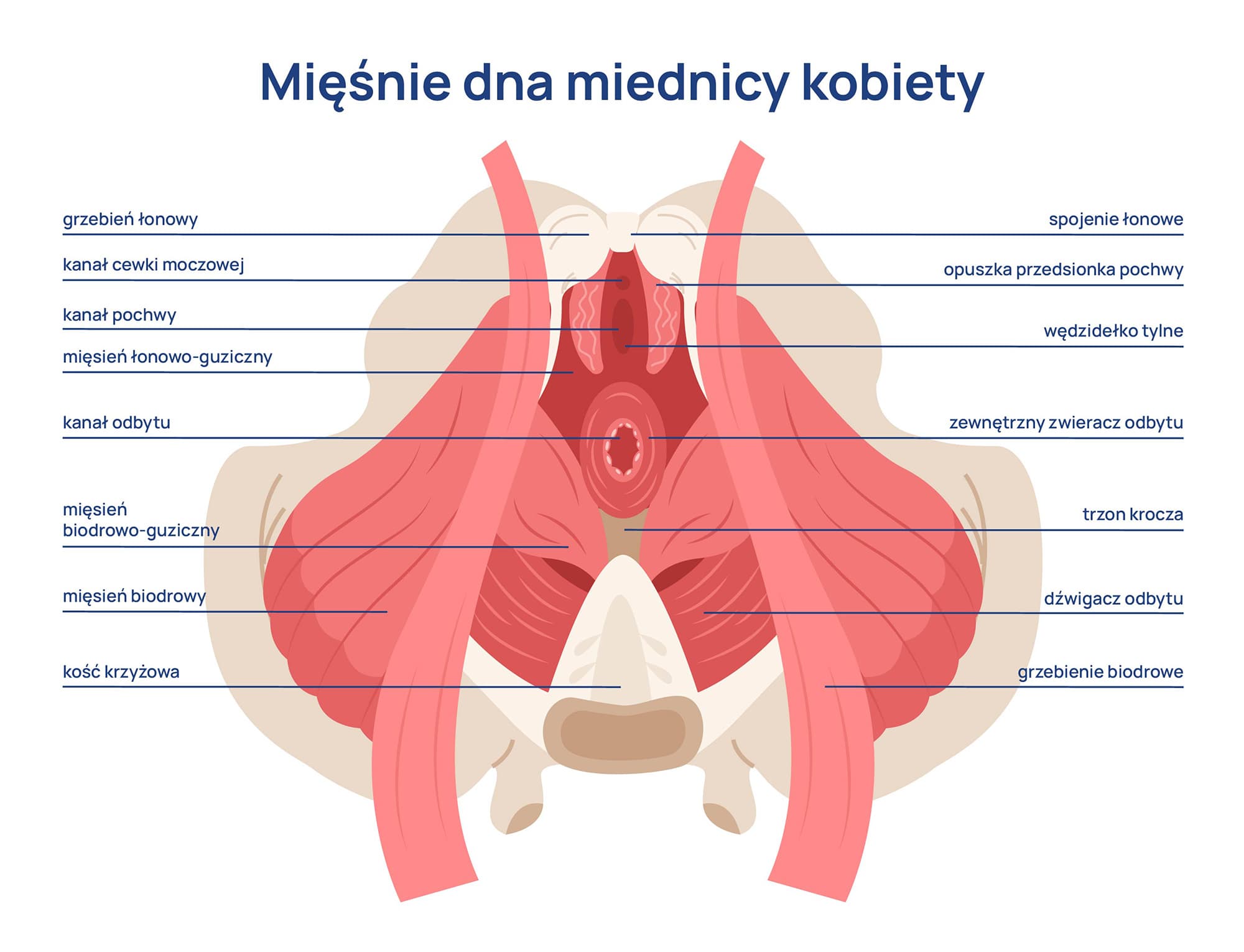 mięśnie dna miednicy kobiety inografika