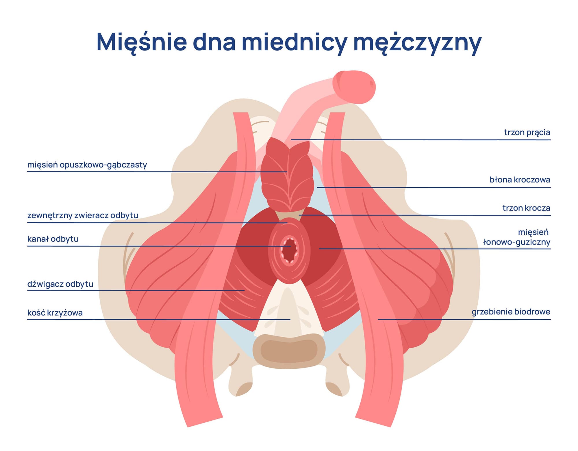 mięśnie dna miednicy mężczyzny