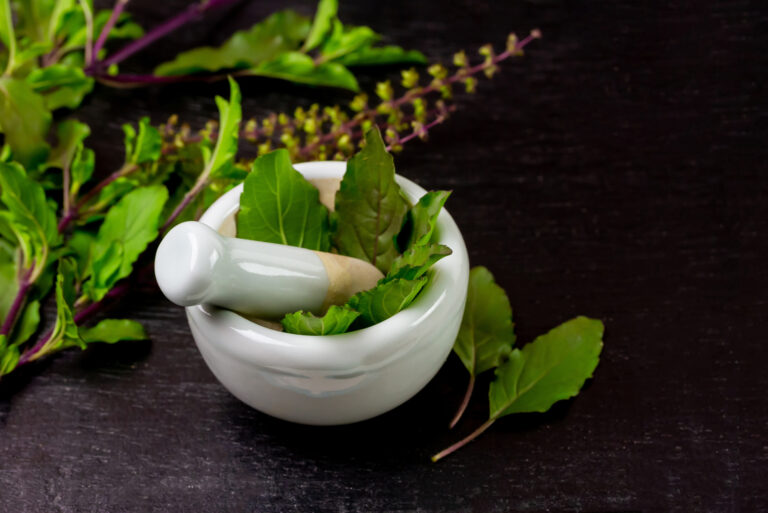 Tulsi (święta bazylia) – właściwości lecznicze, zastosowanie i przeciwwskazania