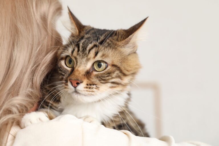 Jakimi chorobami można zarazić się od kota?