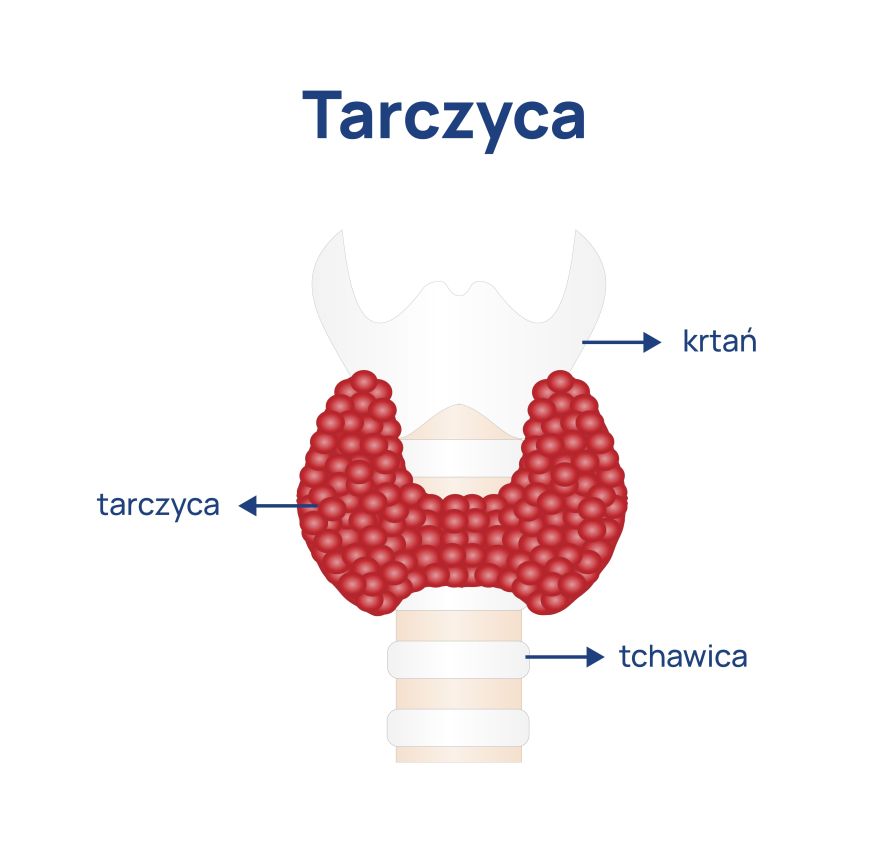tarczyca położenie_infografika