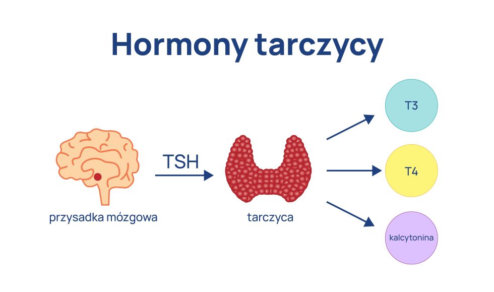 tarczyca i hormony tarczycy infografika