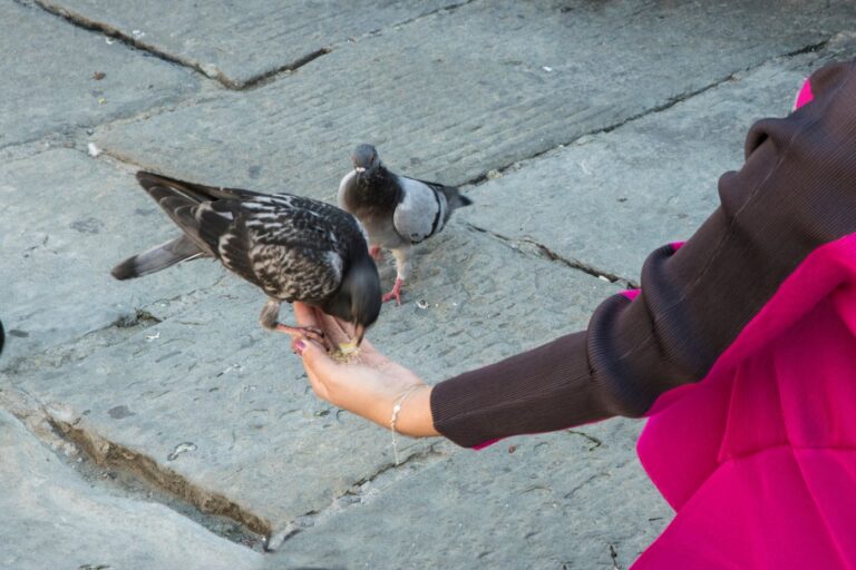 Ornitoza (papuzica) – czym jest i jakie są objawy u ludzi? Diagnostyka i leczenie