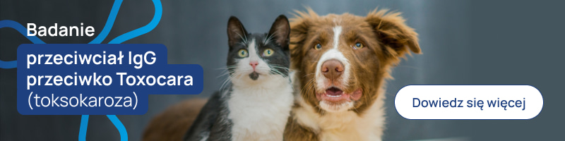 Badanie przeciwciał IgG przeciwko Toxocara (toksokaroza)