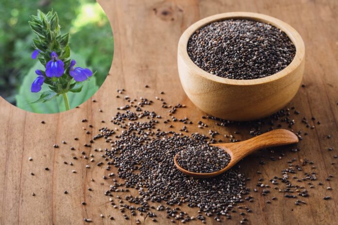 Chia_szalwia_hiszpanska_cover