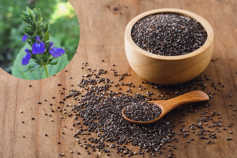 Nasiona chia (szałwia hiszpańska) – właściwości i zastosowanie