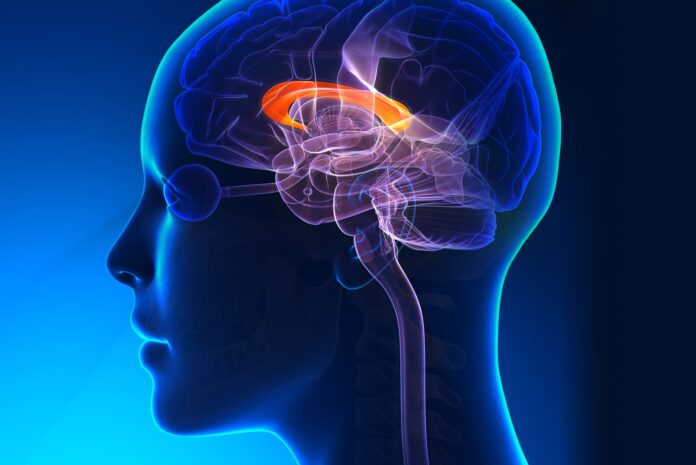 Cialo_modzelowate_cover