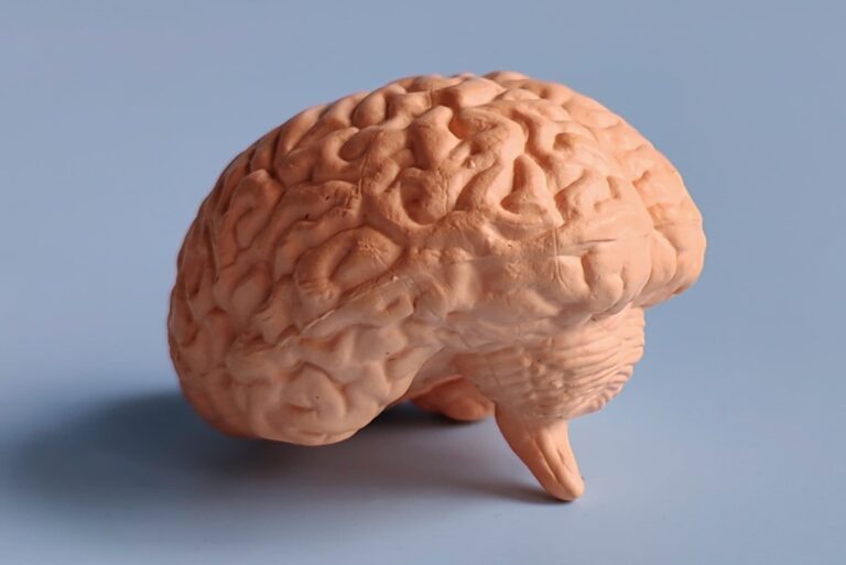 Kora mózgowa – budowa i funkcje. Czym są szare komórki?