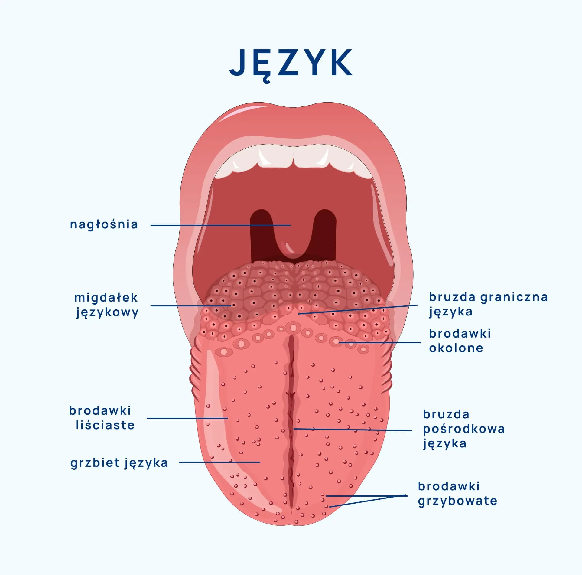 Jezyk-budowa_i_funkcje_infografika