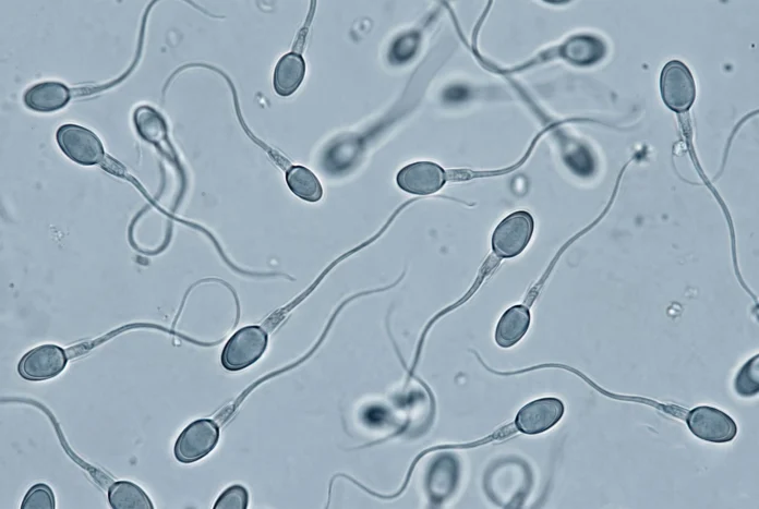 spermatogeneza spermatogeneza